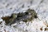 Oligia sp.